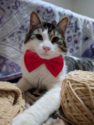 Reunited Male Cat last seen Saticoy st and van nuys, Los Angeles, CA 91406