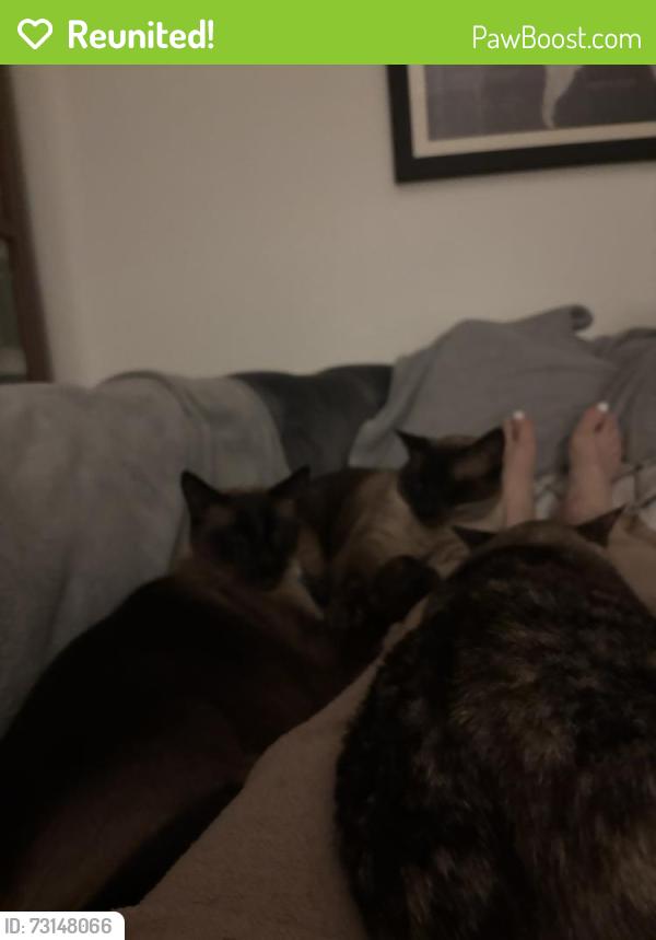 Reunited Male Cat last seen Bolsa chica and Warner, Huntington Beach, CA 92649