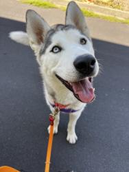 Shelter Stray Female Dog last seen BAILEY RANCH/BLUE SHADOW, 16 Barnes Ct, Hayward, CA 94544, USA