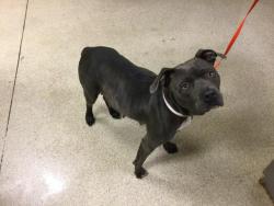 Shelter Stray Female Dog last seen WESTON RD/ LA MORE RD, PERRIS CA, 6851 Van Buren Boulevard, Jurupa Valley, CA 92509, USA