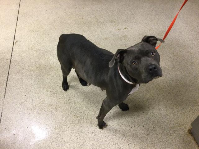 Shelter Stray Female Dog last seen WESTON RD/ LA MORE RD, PERRIS CA, 6851 Van Buren Boulevard, Jurupa Valley, CA 92509, USA
