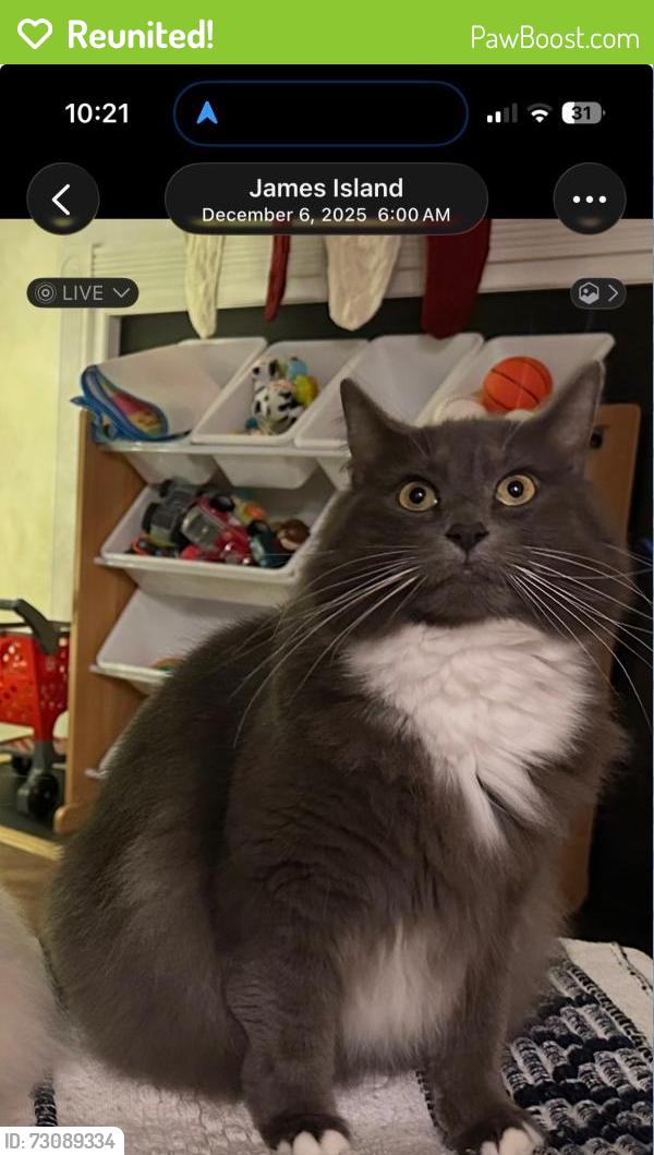 Reunited Male Cat last seen Lakefront Drive in Seaside Plantation S/D, Charleston, SC 29412