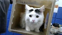 Shelter Stray Male Cat last seen Near BLOCK MANZANO NE, 8920 Lomas Blvd NE, Albuquerque, NM 87112, USA