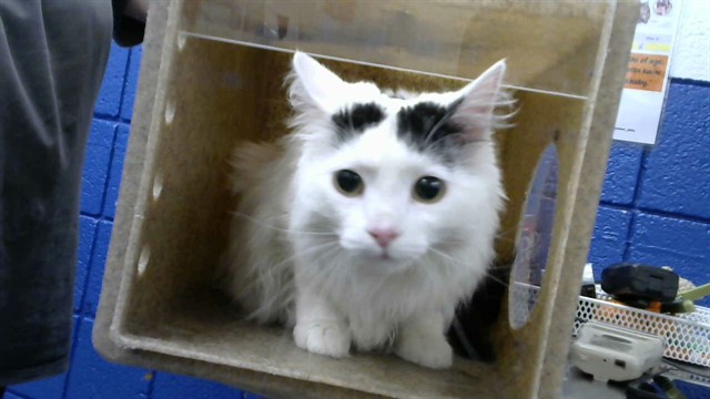 Shelter Stray Male Cat last seen Near BLOCK MANZANO NE, 8920 Lomas Blvd NE, Albuquerque, NM 87112, USA