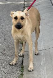 Shelter Stray Female Dog last seen Near BLOCK CULEBRA RD, 4710 TX-151, San Antonio, TX 78227, USA