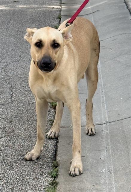 Shelter Stray Female Dog last seen Near BLOCK CULEBRA RD, 4710 TX-151, San Antonio, TX 78227, USA