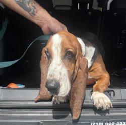 Shelter Stray Male Dog last seen MILITARY/WHITEWOOD, 4710 TX-151, San Antonio, TX 78227, USA