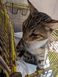 Shelter Stray Unknown Cat last seen Near BLOCK PLEASANTON, 4710 TX-151, San Antonio, TX 78227, USA