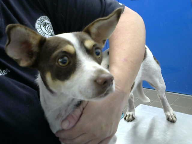 Shelter Stray Male Dog last seen Near BLOCK SAN YGNACIO RD SW, 8920 Lomas Blvd NE, Albuquerque, NM 87112, USA