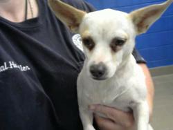 Shelter Stray Male Dog last seen Near BLOCK SAN YGNACIO RD SW, 8920 Lomas Blvd NE, Albuquerque, NM 87112, USA