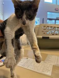 Shelter Stray Female Cat last seen MINNESOTA AVE AND TESSON ST, 1705 S Hanley Rd, Brentwood, MO 63144, USA