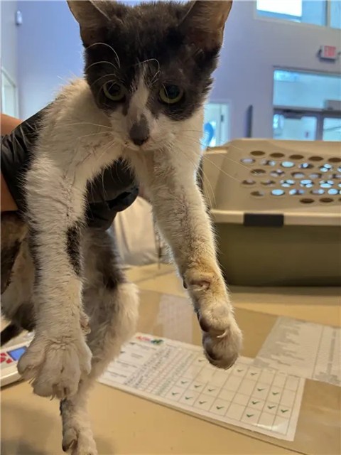Shelter Stray Female Cat last seen MINNESOTA AVE AND TESSON ST, 1705 S Hanley Rd, Brentwood, MO 63144, USA