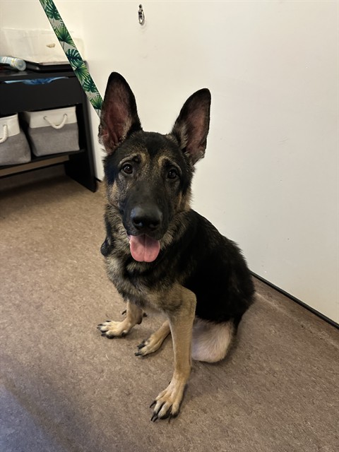 Shelter Stray Male Dog last seen PRENDERGAST & EDMAR, 1705 S Hanley Rd, Brentwood, MO 63144, USA