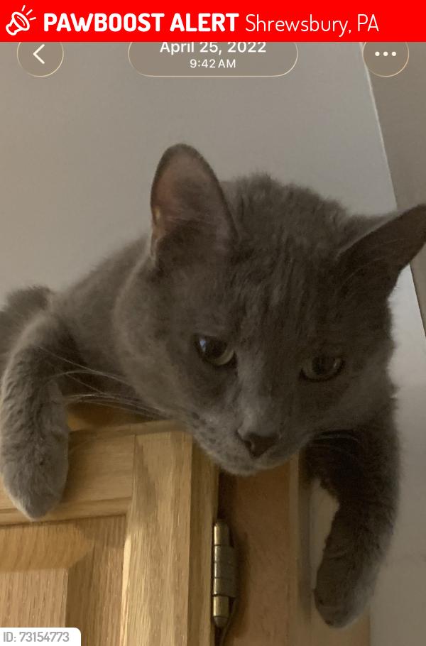 Lost Male Cat last seen Covington Dr & Winchester, Shrewsbury, PA 17361