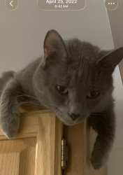 Lost Male Cat last seen Covington Dr & Winchester, Shrewsbury, PA 17361