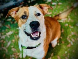 Shelter Stray Male Dog last seen , 2769 Conroy Rd, Orlando, FL 32839, USA