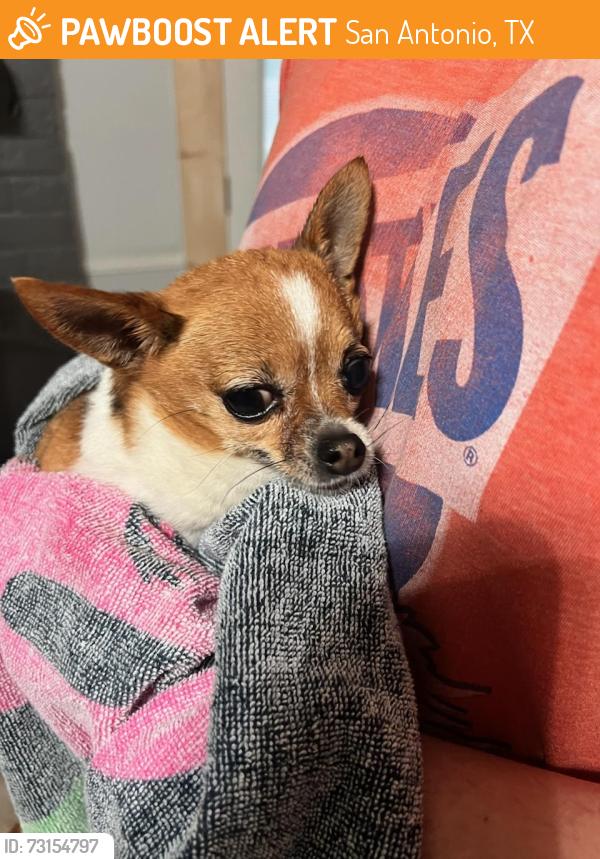 Found/Stray Male Dog last seen Timber Breeze, San Antonio, TX 78250