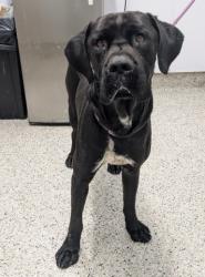 Shelter Stray Male Dog last seen Near BLOCK CHAPEL ST, DETROIT MI 48223, 7401 Chrysler Dr, Detroit, MI 48211, USA