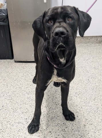 Shelter Stray Male Dog last seen Near BLOCK CHAPEL ST, DETROIT MI 48223, 7401 Chrysler Dr, Detroit, MI 48211, USA