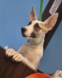 Shelter Stray Male Dog last seen UNKNOWN BAKERSFIELD, 201 S Mt Vernon Ave, Bakersfield, CA 93307, USA