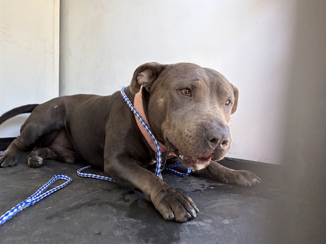 Shelter Stray Male Dog last seen Near BLK UNION AVE, BAKERSFIELD, CA, 201 S Mt Vernon Ave, Bakersfield, CA 93307, USA