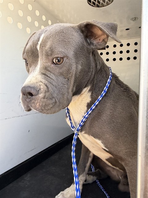 Shelter Stray Male Dog last seen Near BLK UNION AVE, BAKERSFIELD, CA, 201 S Mt Vernon Ave, Bakersfield, CA 93307, USA
