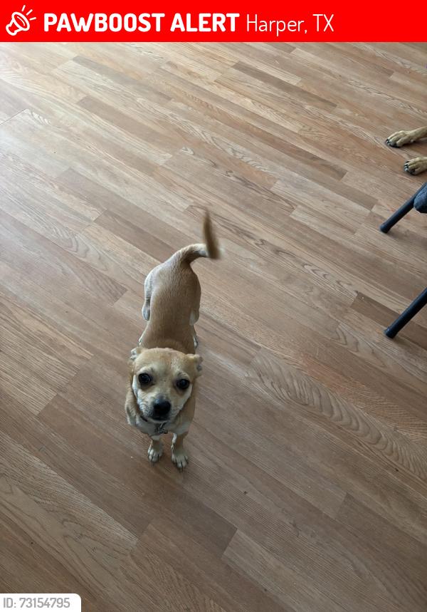 Lost Male Dog last seen Walmart kerrvile tx, Harper, TX 78631