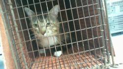 Shelter Stray Male Cat last seen CHARLOTTE, 8315 Byrum Dr, Charlotte, NC 28217, USA