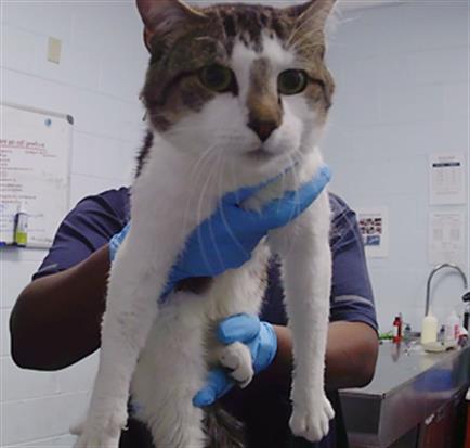 Shelter Stray Male Cat last seen CHARLOTTE, 8315 Byrum Dr, Charlotte, NC 28217, USA