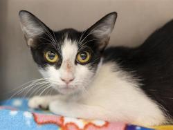 Shelter Stray Female Cat last seen Near BLOCK W MELINDA LN, 5501 E Van Buren St, Phoenix, AZ 85008, USA