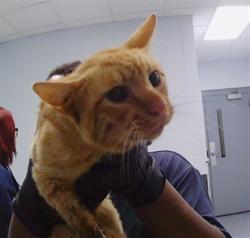 Shelter Stray Male Cat last seen CHARLOTTE, 8315 Byrum Dr, Charlotte, NC 28217, USA