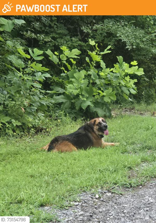 Found/Stray Unknown Dog last seen Dollor general on asheville hwy by douglas dam rd in strawberry Plains tn, Strawberry Plains, TN 37871