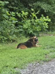 Found/Stray Unknown Dog last seen Dollor general on asheville hwy by douglas dam rd in strawberry Plains tn, Strawberry Plains, TN 37871