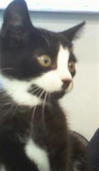 Shelter Stray Male Cat last seen CHARLOTTE, 8315 Byrum Dr, Charlotte, NC 28217, USA