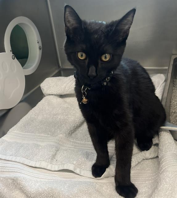 Shelter Stray Male Cat last seen HYDE PARK, 350 S Huntington Ave, Jamaica Plain, MA 02130, USA
