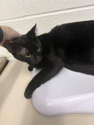 Shelter Stray Male Cat last seen ST CHARLES CO, 4850 Mid Rivers Mall Dr, St Peters, MO 63376, USA