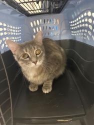 Shelter Stray Male Cat last seen ST CHARLES CO, 4850 Mid Rivers Mall Dr, St Peters, MO 63376, USA