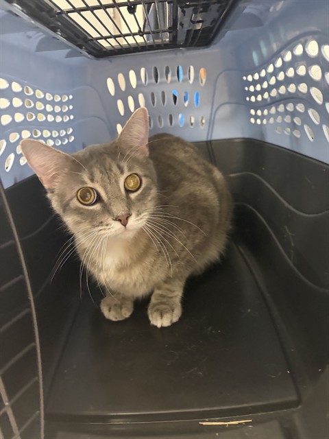 Shelter Stray Male Cat last seen ST CHARLES CO, 4850 Mid Rivers Mall Dr, St Peters, MO 63376, USA