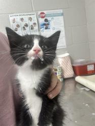 Shelter Stray Male Cat last seen FLETCHER RD, 1601 Airport Rd, Shelby, NC 28150, USA