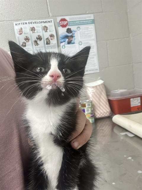 Shelter Stray Male Cat last seen FLETCHER RD, 1601 Airport Rd, Shelby, NC 28150, USA