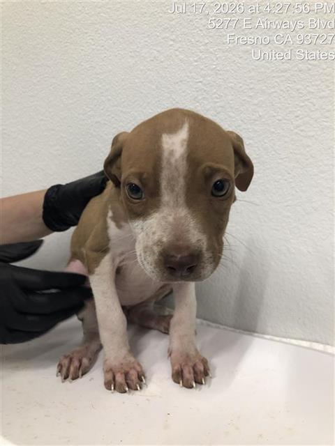 Shelter Stray Female Dog last seen Near BLOCK N THIRD ST, FRESNO CA 93702 1958, 5277 E Airways Blvd, Fresno, CA 93727, USA