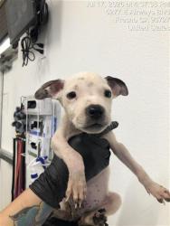 Shelter Stray Male Dog last seen Near BLOCK N THIRD ST, FRESNO CA 93702 1958, 5277 E Airways Blvd, Fresno, CA 93727, USA