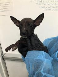 Shelter Stray Female Dog last seen Near BLOCK N THIRD ST, FRESNO CA 93702 1958, 5277 E Airways Blvd, Fresno, CA 93727, USA