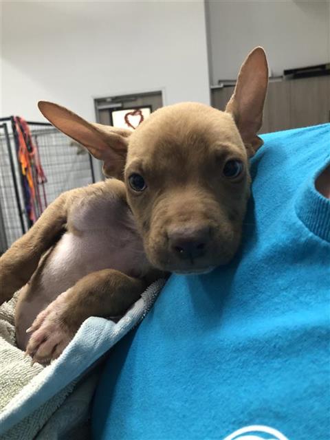 Shelter Stray Male Dog last seen Near BLOCK N THIRD ST, FRESNO CA 93702 1958, 5277 E Airways Blvd, Fresno, CA 93727, USA