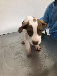 Shelter Stray Male Dog last seen Near BLOCK N THIRD ST, FRESNO CA 93702 1958, 5277 E Airways Blvd, Fresno, CA 93727, USA