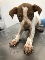 Shelter Stray Male Dog last seen Near BLOCK N THIRD ST, FRESNO CA 93702 1958, 5277 E Airways Blvd, Fresno, CA 93727, USA