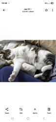 Lost Male Cat last seen 110thst and memphis, Lubbock, TX 79423