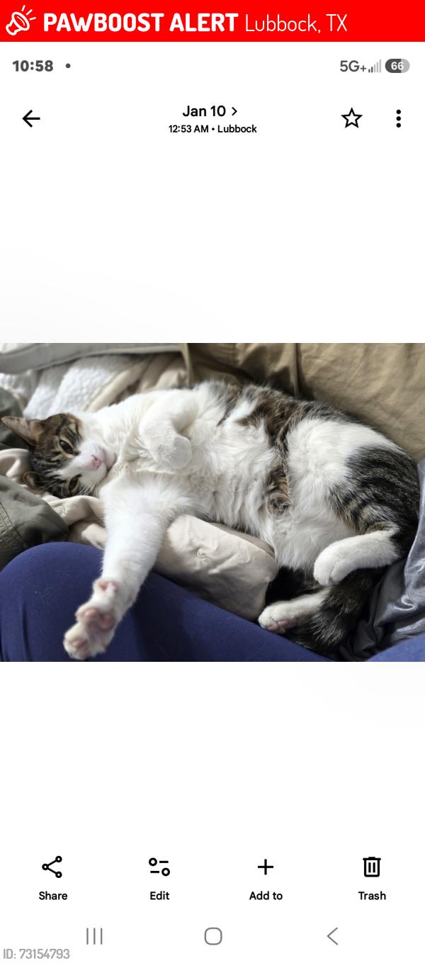 Lost Male Cat last seen 110thst and memphis, Lubbock, TX 79423