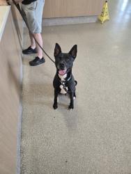 Shelter Stray Male Dog last seen Near BLOCK BILLTOWN RD, 3528 Newburg Rd, Louisville, KY 40218, USA
