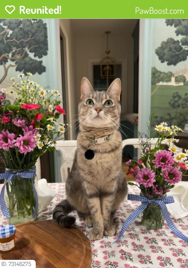 Reunited Female Cat last seen Electra and Hermitage, Houston, TX 77079